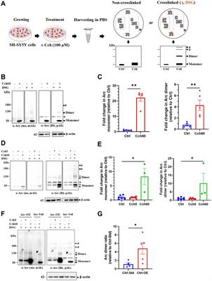 Detection of Arc/Arg3.1 oligomers in rat brain: constitutive and synaptic activity-evoked dimer expression in vivo